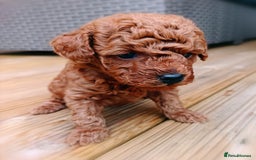 Toy Poodle dogs for sale: Charming Toy Poodle Puppies - Image 12
