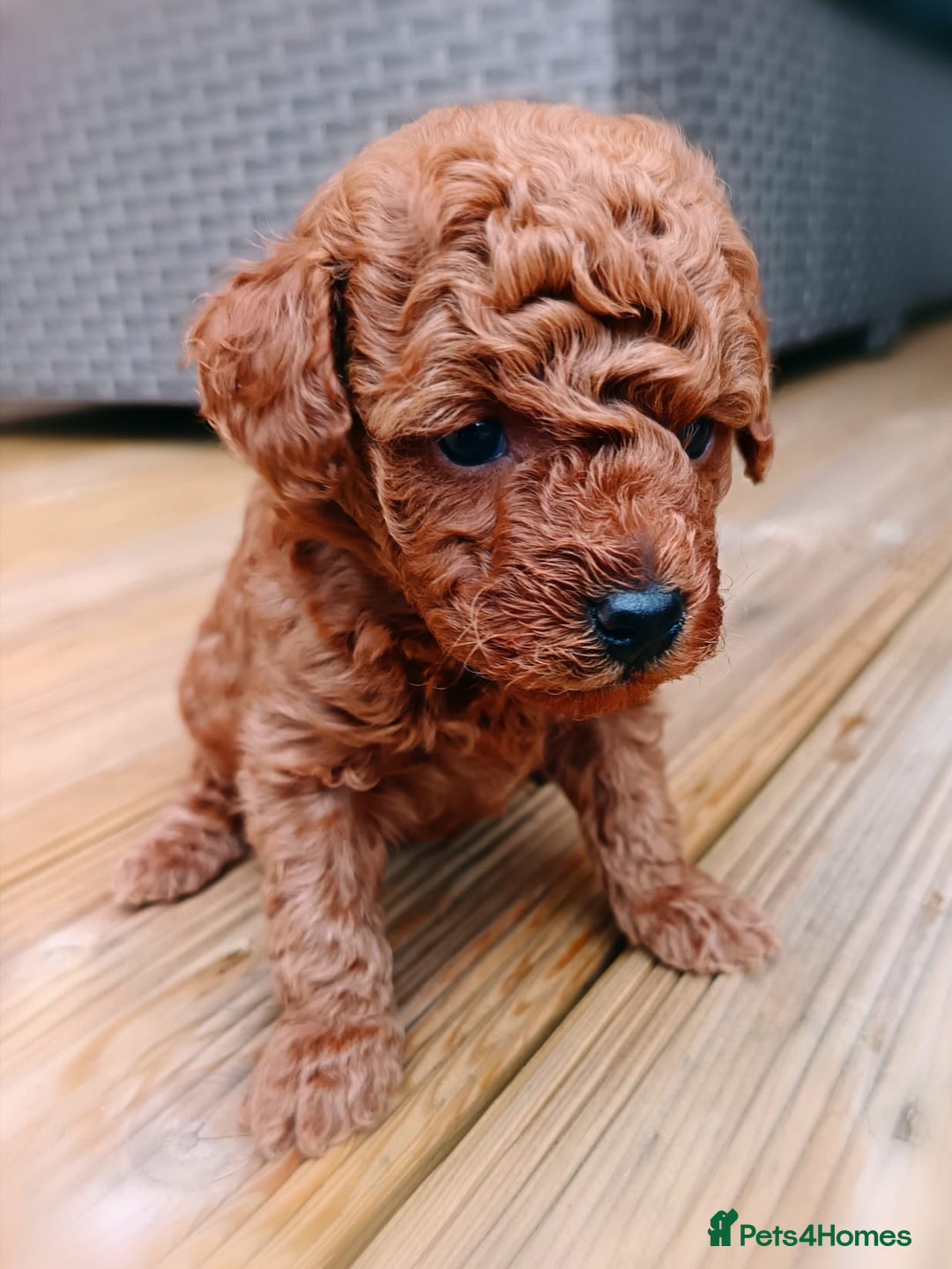 Toy Poodle dogs for sale: Charming Toy Poodle Puppies - Image 12
