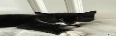 Simba