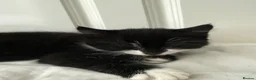 Mixed Breed cats for sale: Cute, healthy & playful kittens 7weeks in London - Advert 5