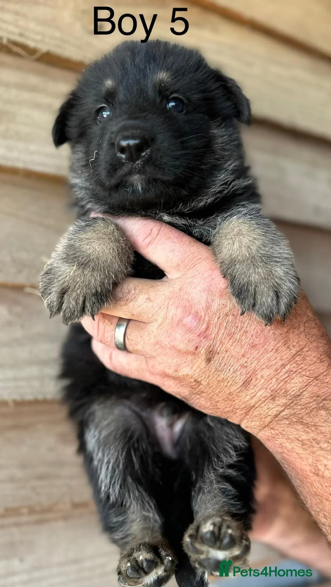 German Shepherd dogs for sale: STUNNING LITTER OF GERMAN SHEPHERD PUPPIES - Advert 1