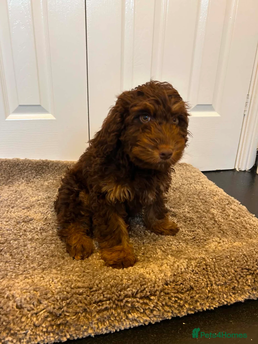 Cockapoo dogs for sale: F1 cockapoo puppies  - Advert 2