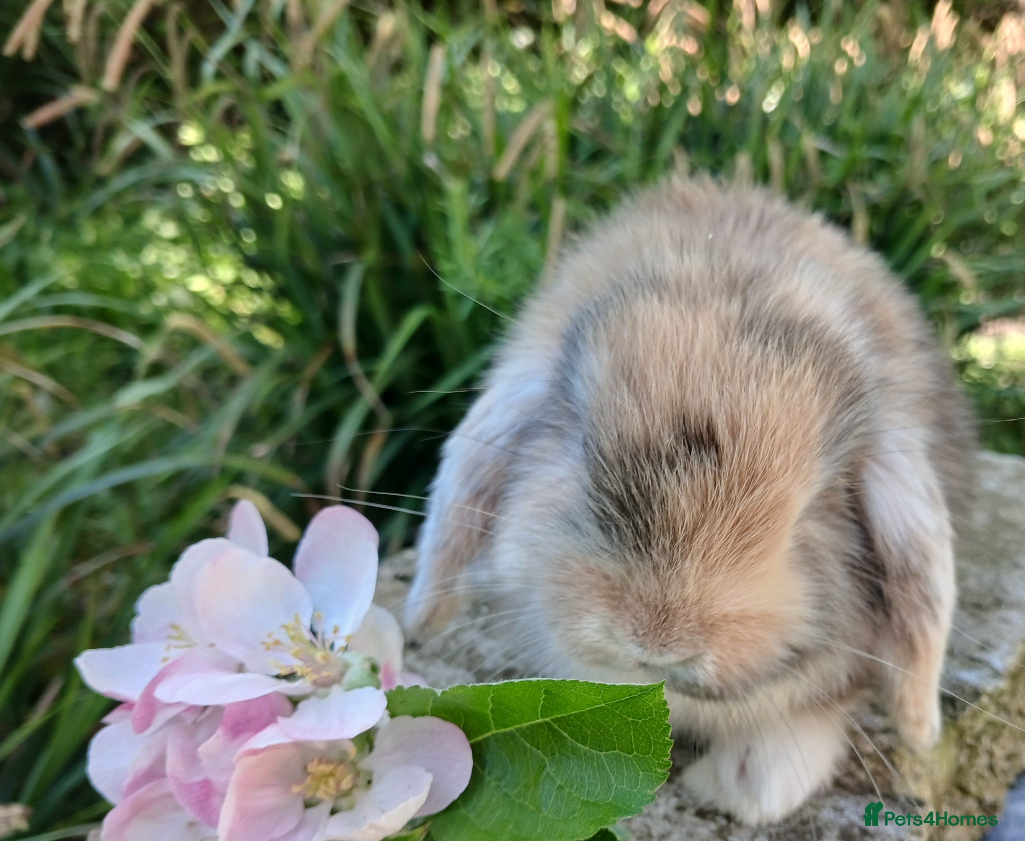 Mini Lion Lop rabbits Stunning pure bred mini lop baby rabbits - Advert 6