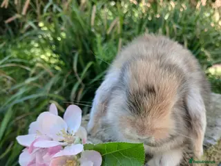 Mini Lion Lop rabbits Stunning pure bred mini lop baby rabbits - Advert 6
