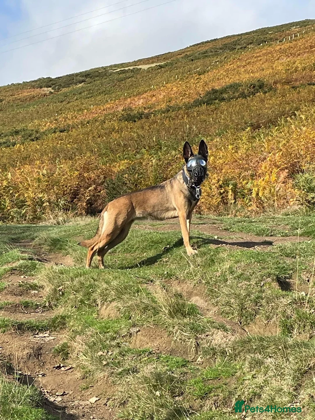 Belgian Shepherd Dog dogs for sale: Belgian Shepherd Malinois  in Corby - Advert 4