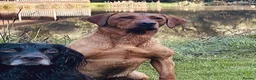 Labrador Retriever dogs for sale: EXCEPTIONAL KC reg DARK FOX RED LAB PUPS DUE  - Advert 10