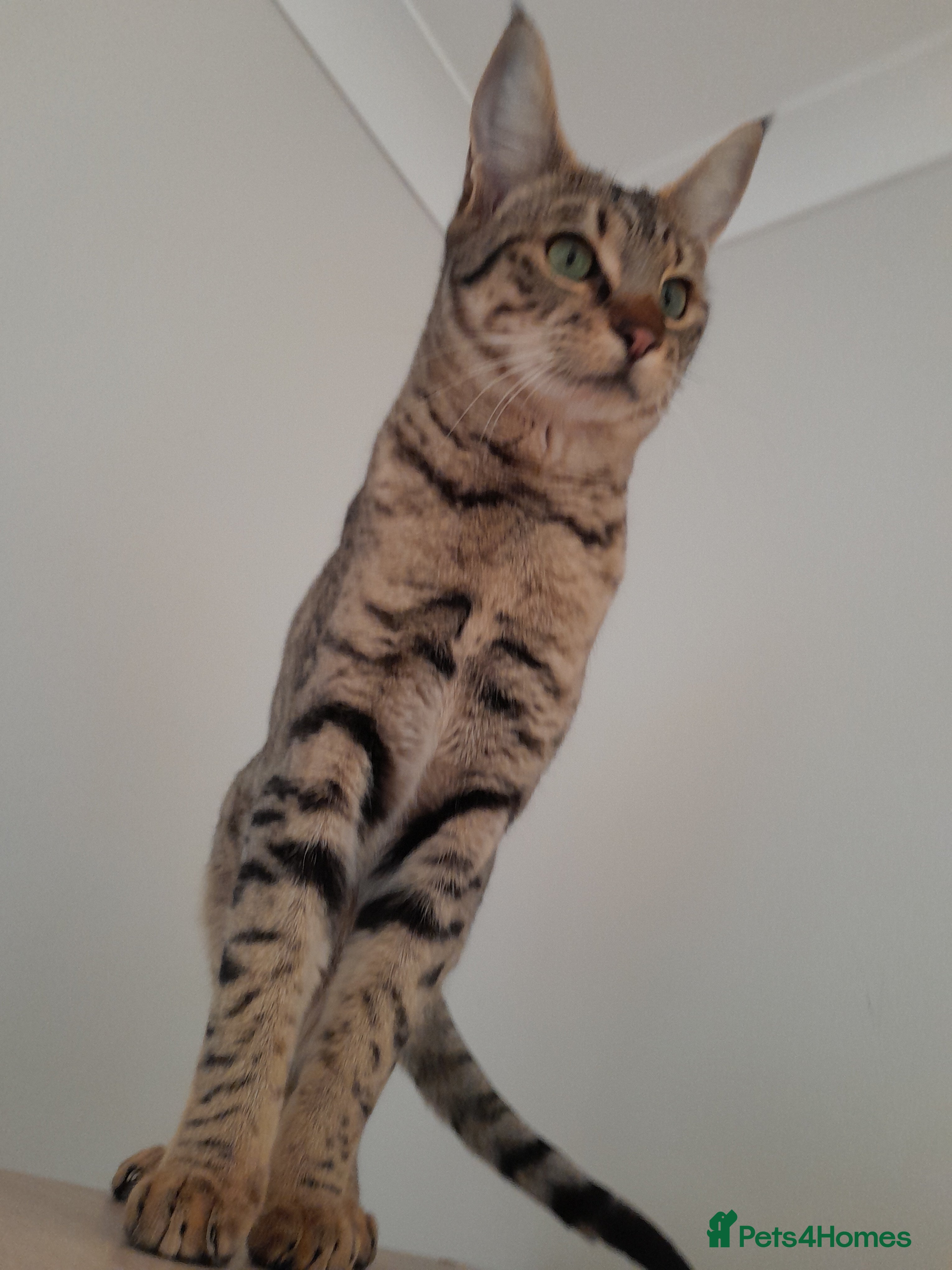 Savannah cats F5 Full Pedigree Tica Registered Girl Kitten - Advert 18