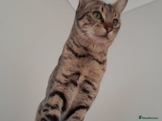 Savannah cats F5 Full Pedigree Tica Registered Girl Kitten - Advert 18