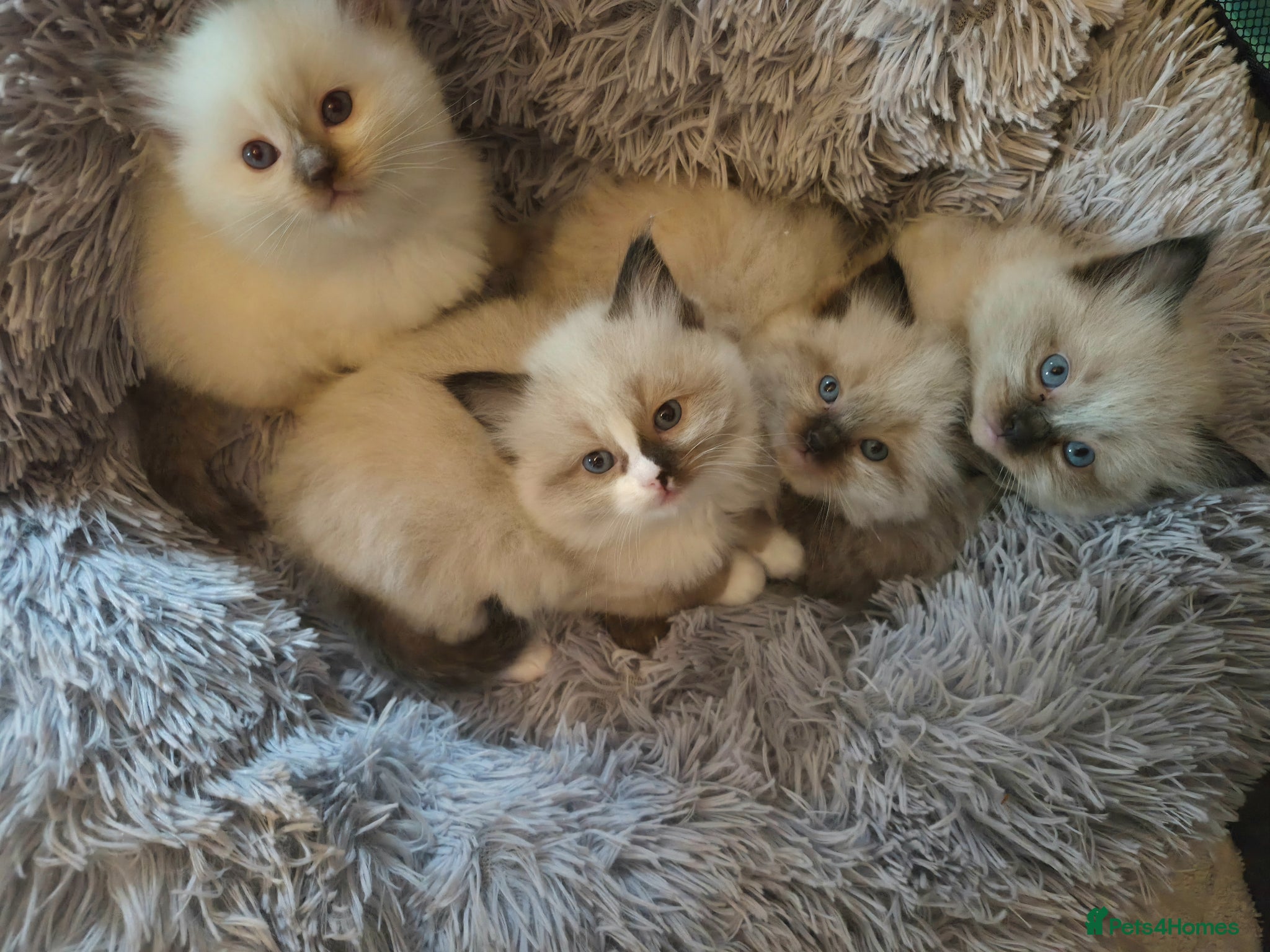 Ragdoll cats 4 beautiful fluffy ragdoll kittens - Advert 5
