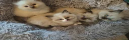 Ragdoll cats for sale: 3 beautiful fluffy ragdoll kittens - Advert 1