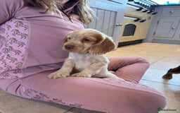 Cocker Spaniel dogs for sale: Gorgeous KC Show cocker spaniels  - Image 15