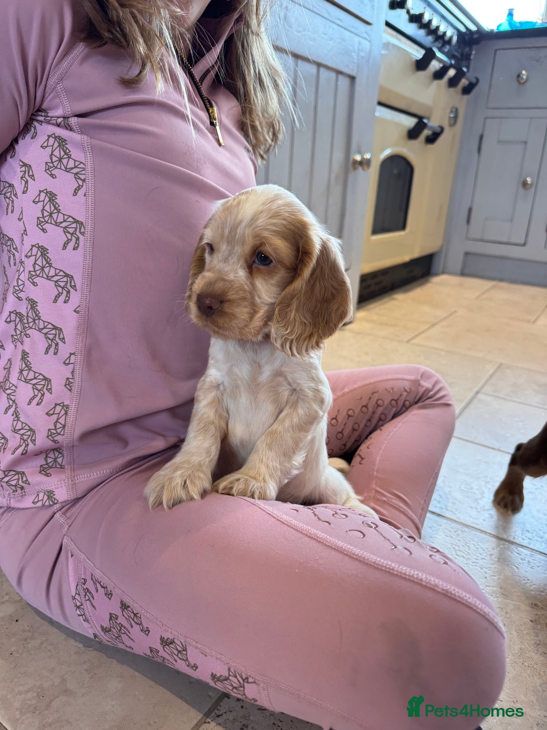 Cocker Spaniel dogs for sale: Gorgeous KC Show cocker spaniels  - Image 15