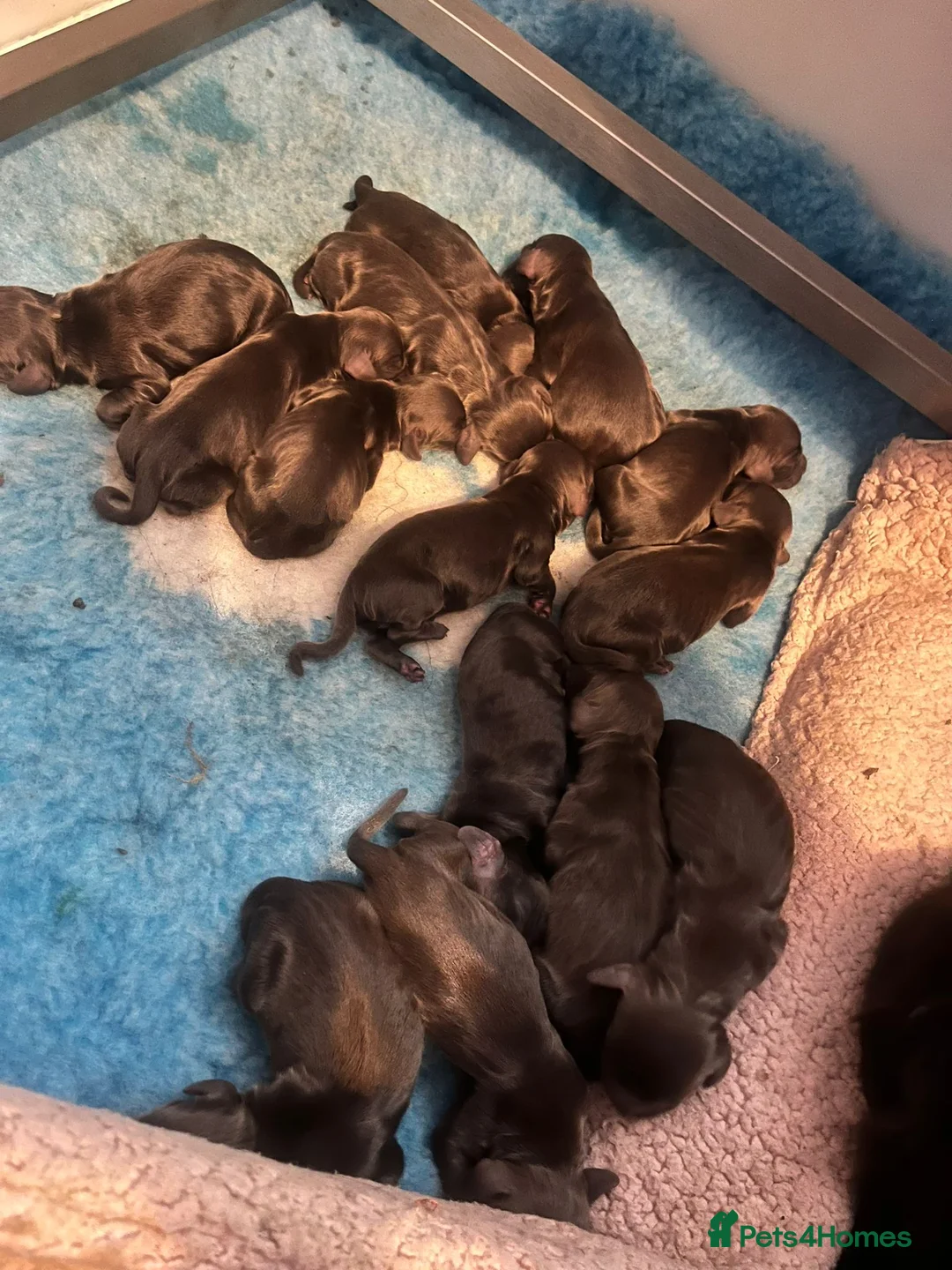 Cocker Spaniel dogs for stud: Choc & tan health tested working cocker - Advert 2