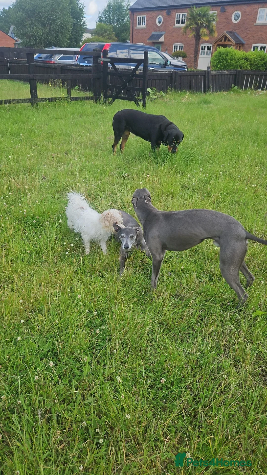 Whippet dogs for stud: Socks blue whippet stud  - Advert 2