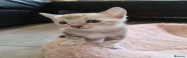 Bengal Kitten 4 Cream Dream - THE RARE ONE