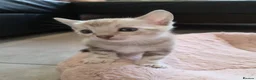 Bengal cats for sale: Pure Bengals Stunning Colour-ready for rezervation - Advert 16
