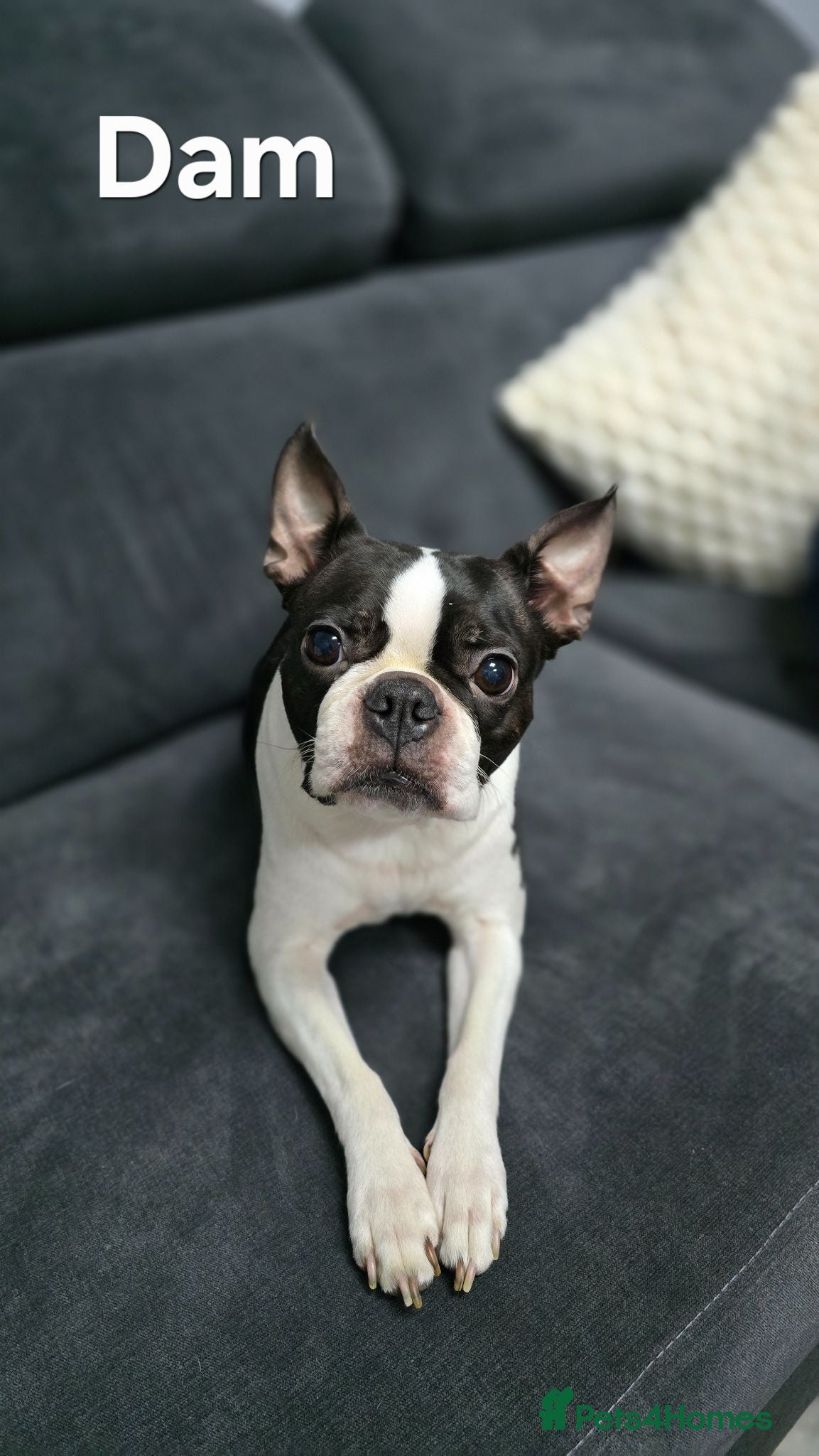 Boston Terrier dogs ⭐️KC registered beautfiul Boston terrier puppies - Advert 2