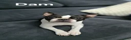 Boston Terrier dogs for sale: ⭐️KC registered beautiful Boston terrier puppies - Advert 5