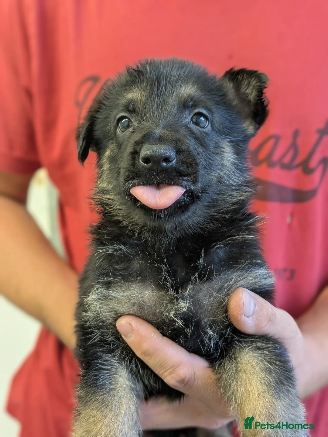 German Shepherd dogs for sale: Champion-Line KC Pups From Health Tested Parents - Advert 2