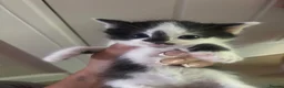 Mixed Breed cats for sale: Kittens for sale  - Advert 5