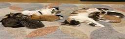 Domestic Shorthair cats for sale: 6 beautiful playful kittens - Advert 1