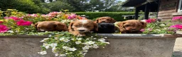 Cavapoo dogs for sale: F1 Cavapoo puppies health test clear - Advert 5