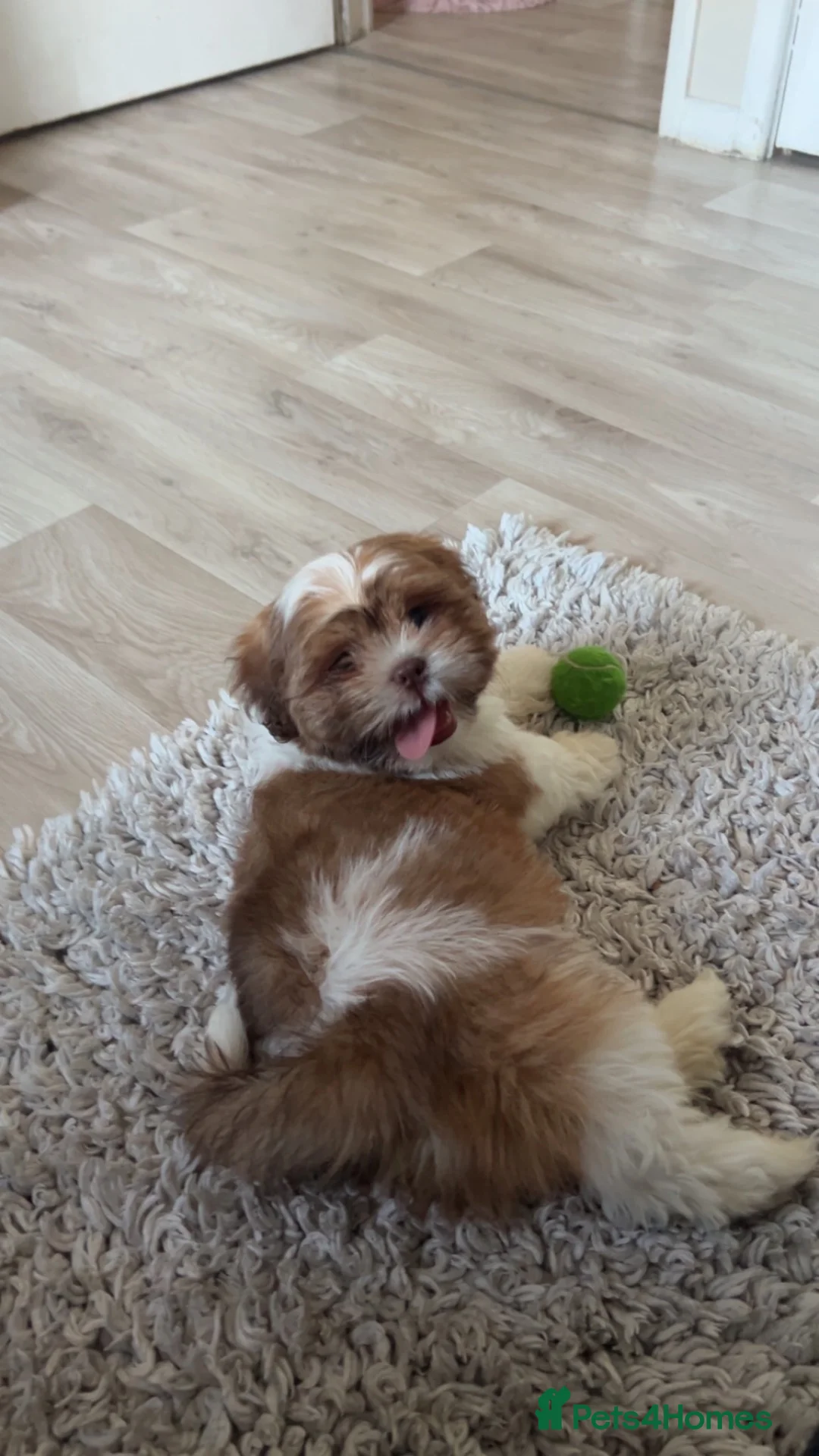 Shih Tzu dogs for sale: 11 week old Male Shihtzu  - Advert 1