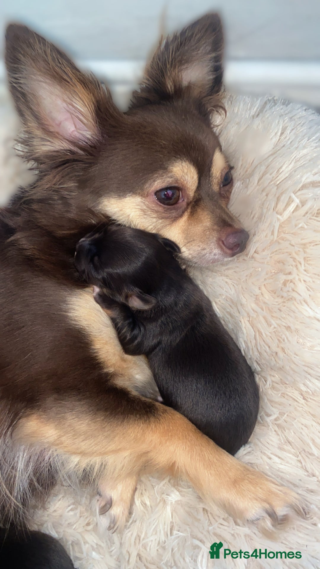 Chihuahua dogs for sale: ✨🐾 chihuahua pups 🐾✨ - Image 12
