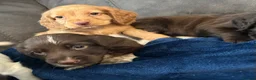 Cocker Spaniel dogs for sale: Cocker Spaniel Puppies  - Advert 14