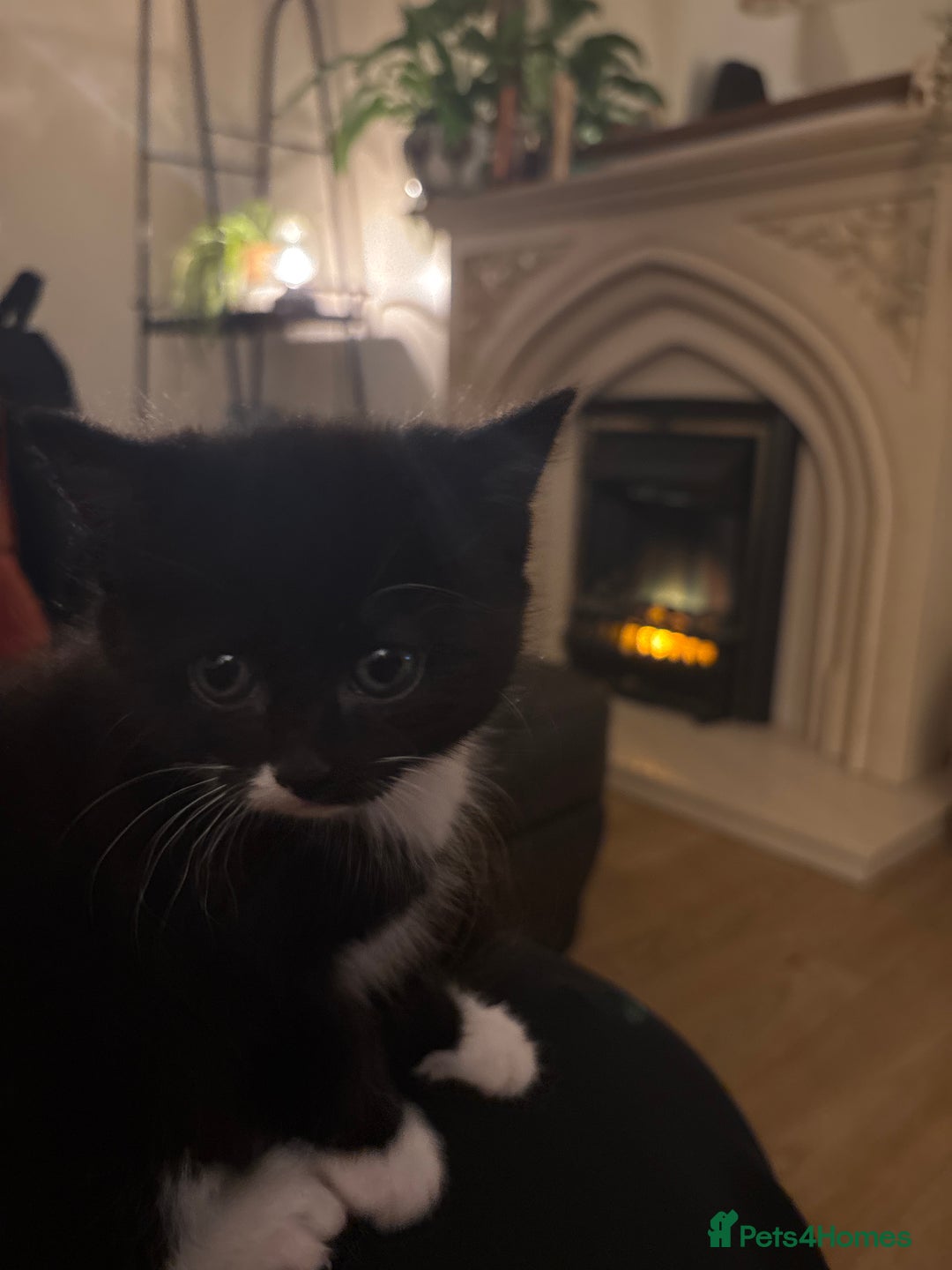 Mixed Breed cats for sale: Nearly ready to leave beautiful male kitten  - Advert 1
