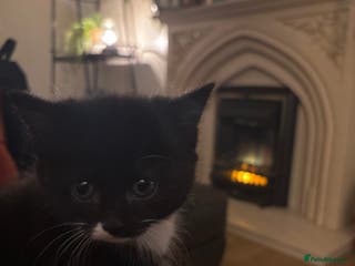 Mixed Breed cats Nearly ready to leave beautiful male kitten - Advert 9