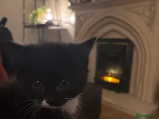 Mixed Breed cats Nearly ready to leave beautiful male kitten - Advert 18