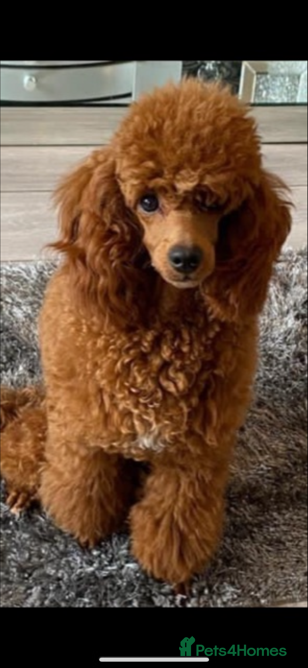 Cockapoo dogs for sale: CockapooS red toy  size show type  - Image 2