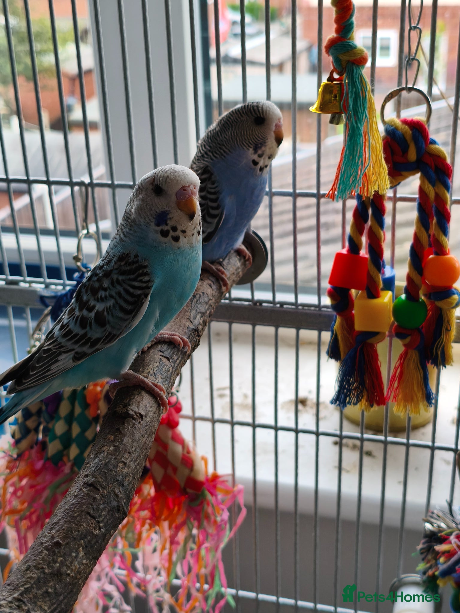 Budgerigars birds Baby Budgies - Ready now - Advert 13
