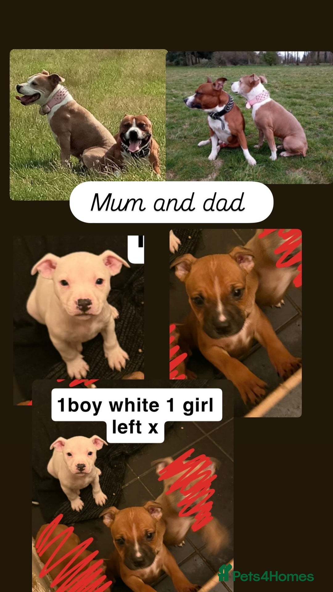 Staffordshire Bull Terrier dogs for sale: Staffordshire pups  - Advert 4