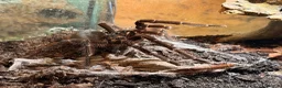 Tarantulas invertebrates for sale: Sub- adult Goliath Bird Eating Tarantula - Advert 3