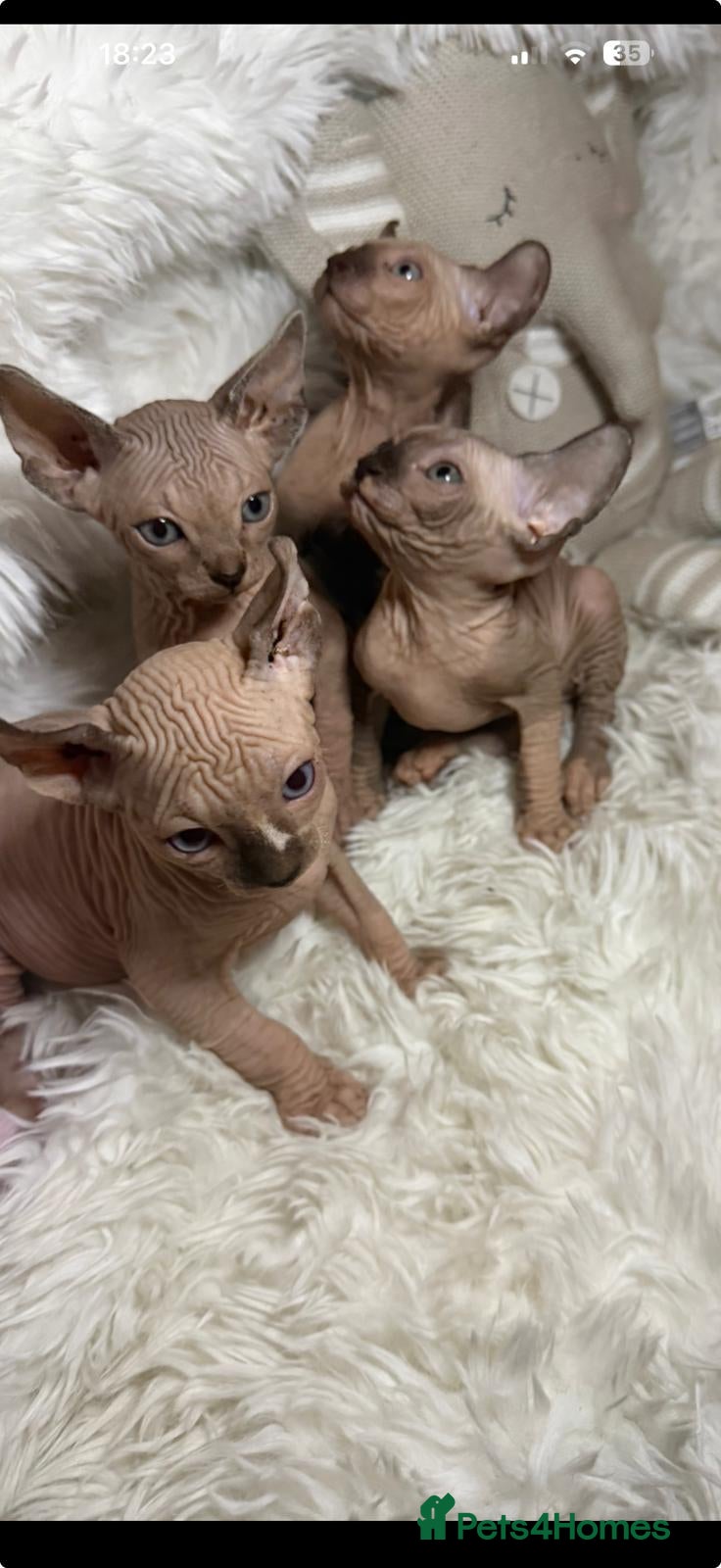 Sphynx cats SPHYNX ANGELS 🩷🩷💙💙💙💫💫 - Advert 7