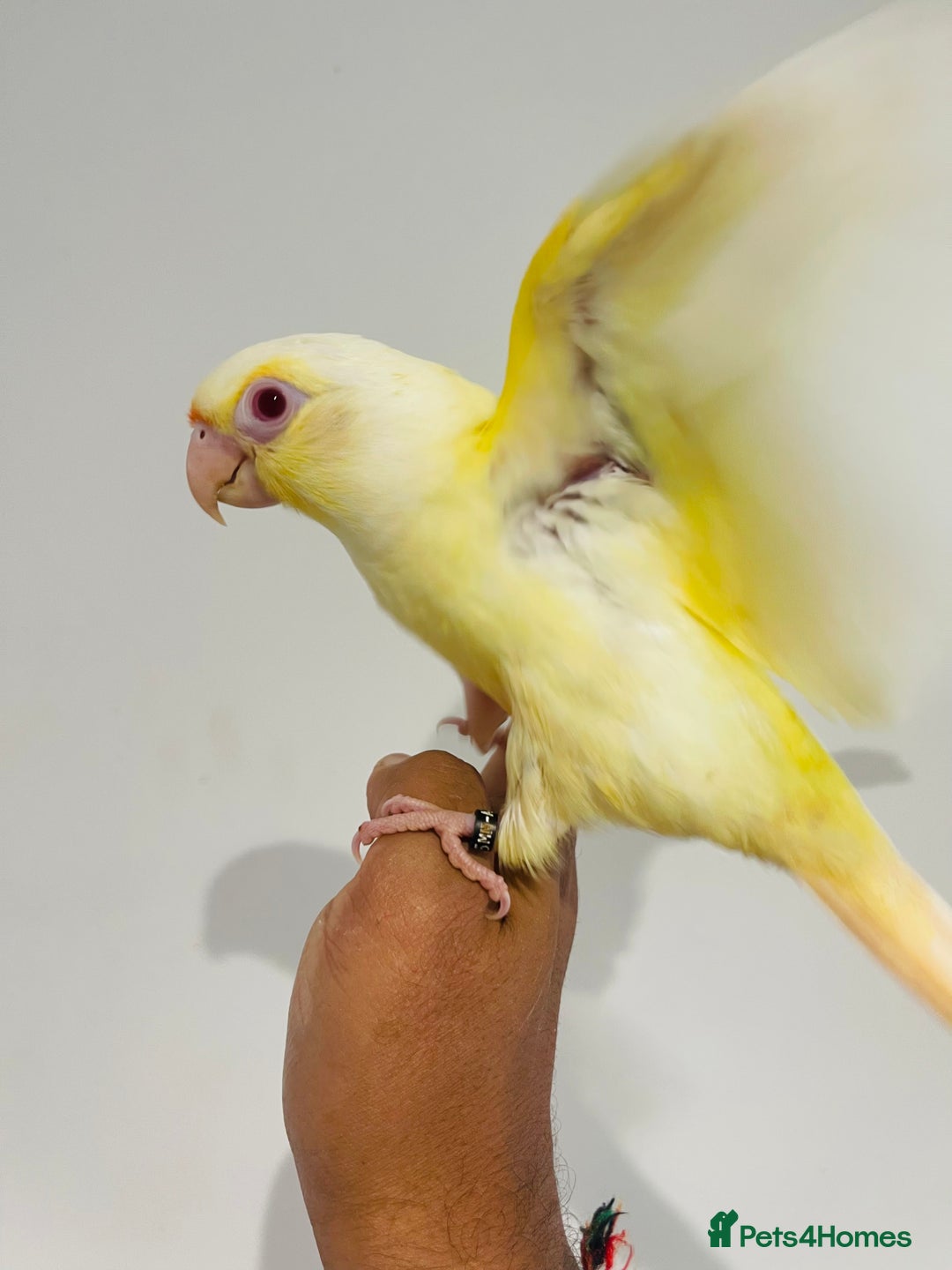 Conures birds for sale: Hand reared conures for sale - Image 4