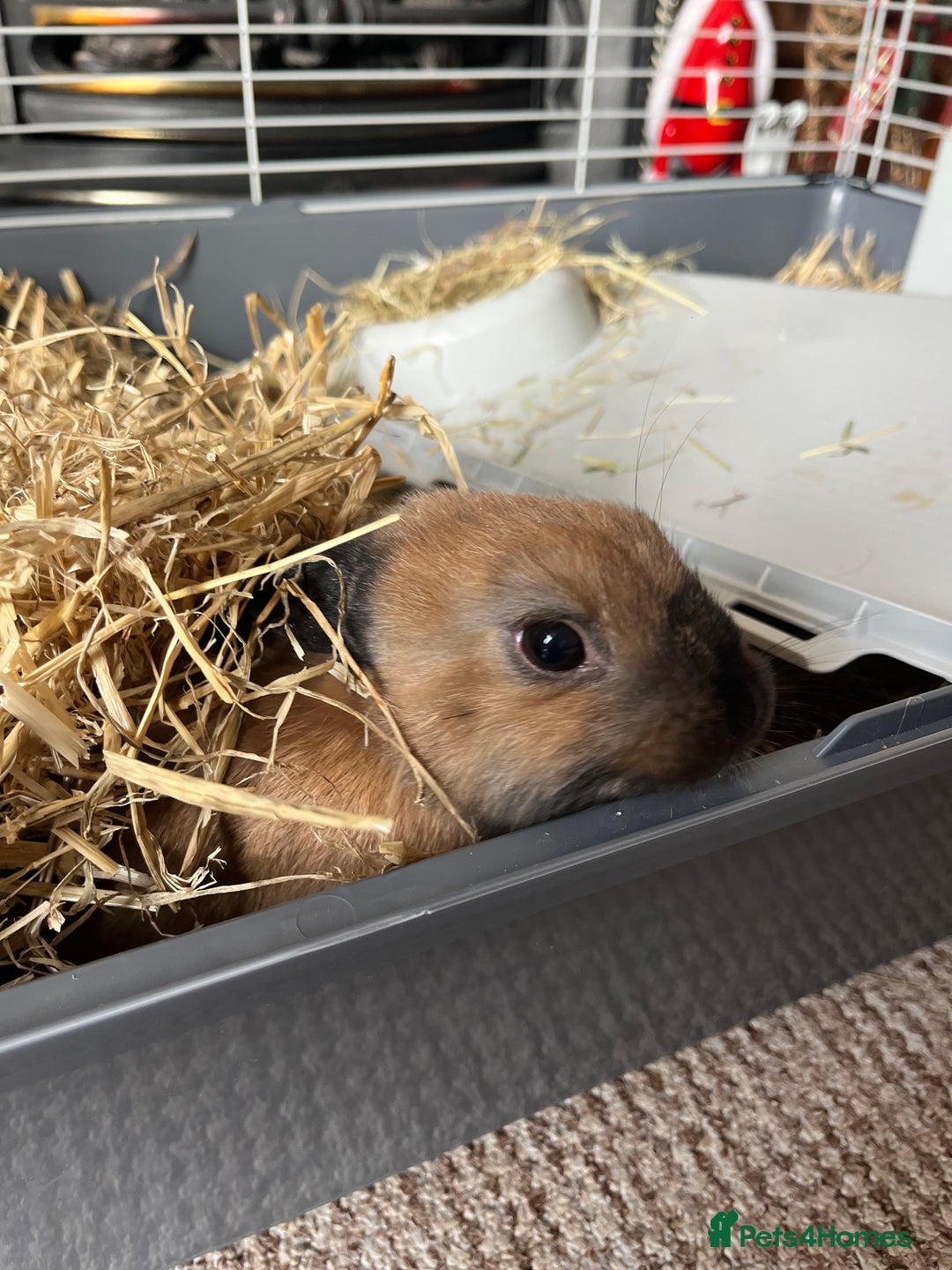 Netherland Dwarf rabbits for sale: 2 Male Netherlands dwarf rabbits  - Advert 2