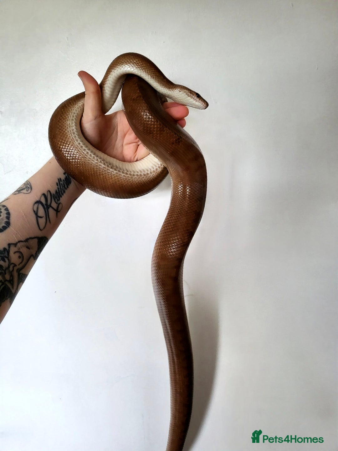 Boa Snake reptiles for sale: Male Colombian Rainbow Boa - Image 5