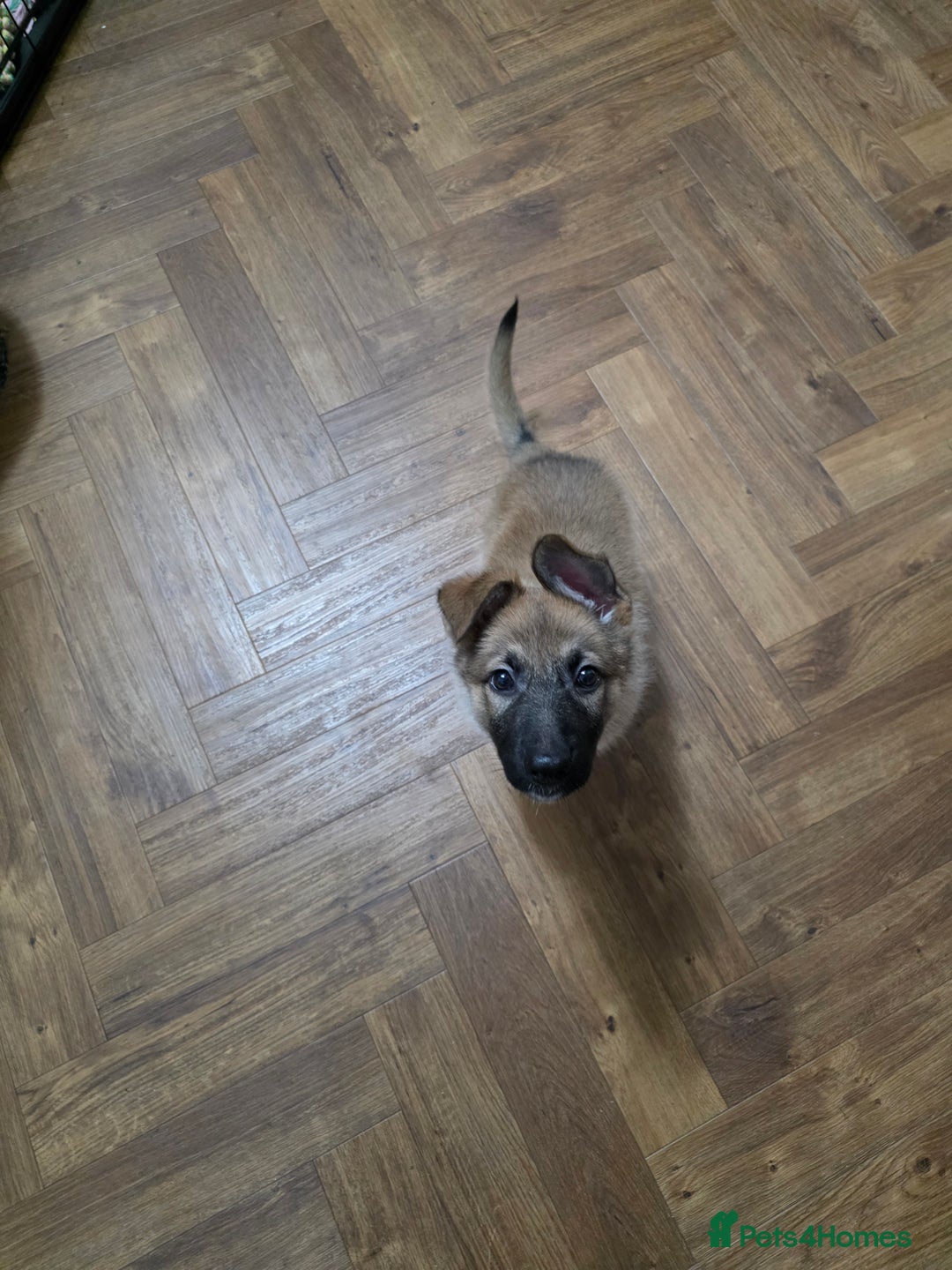 German Shepherd dogs for sale: German Shepherd Puppy - Advert 1