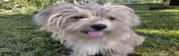 Mixed Breed dogs for adoption: COTTON, FROM A FORGOTTEN FIELD TO A BRAND-NEW LIFE - Advert 1