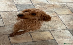Toy Poodle dogs for sale: Red toy poodle  - Image 4