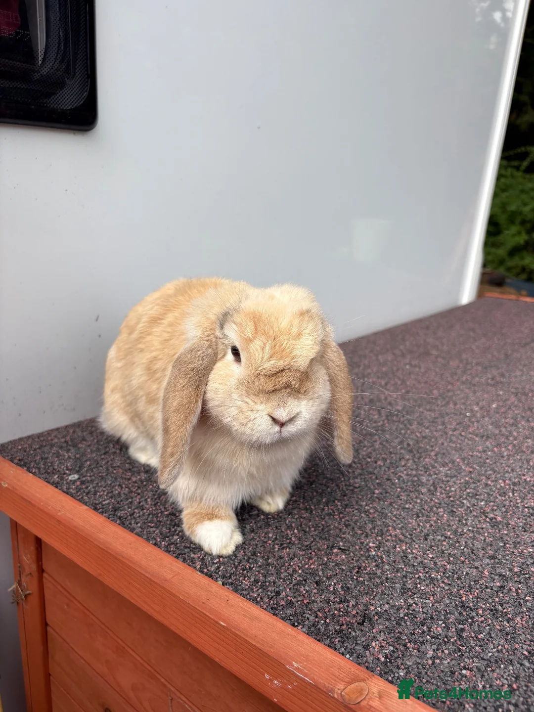 Mini Lop rabbits for sale: Mini Lop Kits - £80 - Four Marks, Alton - Advert 14