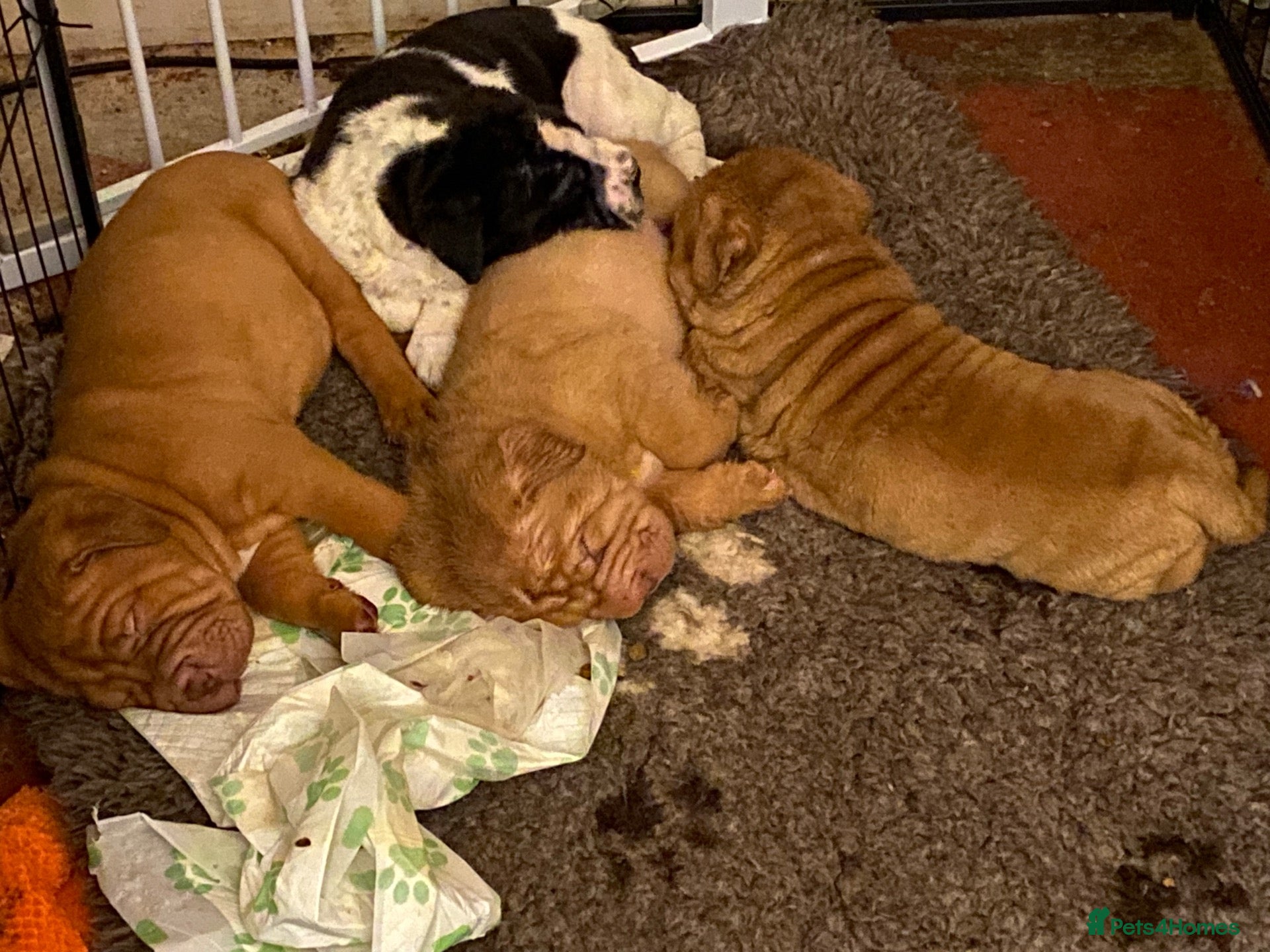 Mixed Breed dogs Sharpei x Ridgeback reserved - Advert 6
