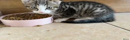 Mixed Breed cats for sale: Beautiful male kitten with folded ears in London - Advert 7