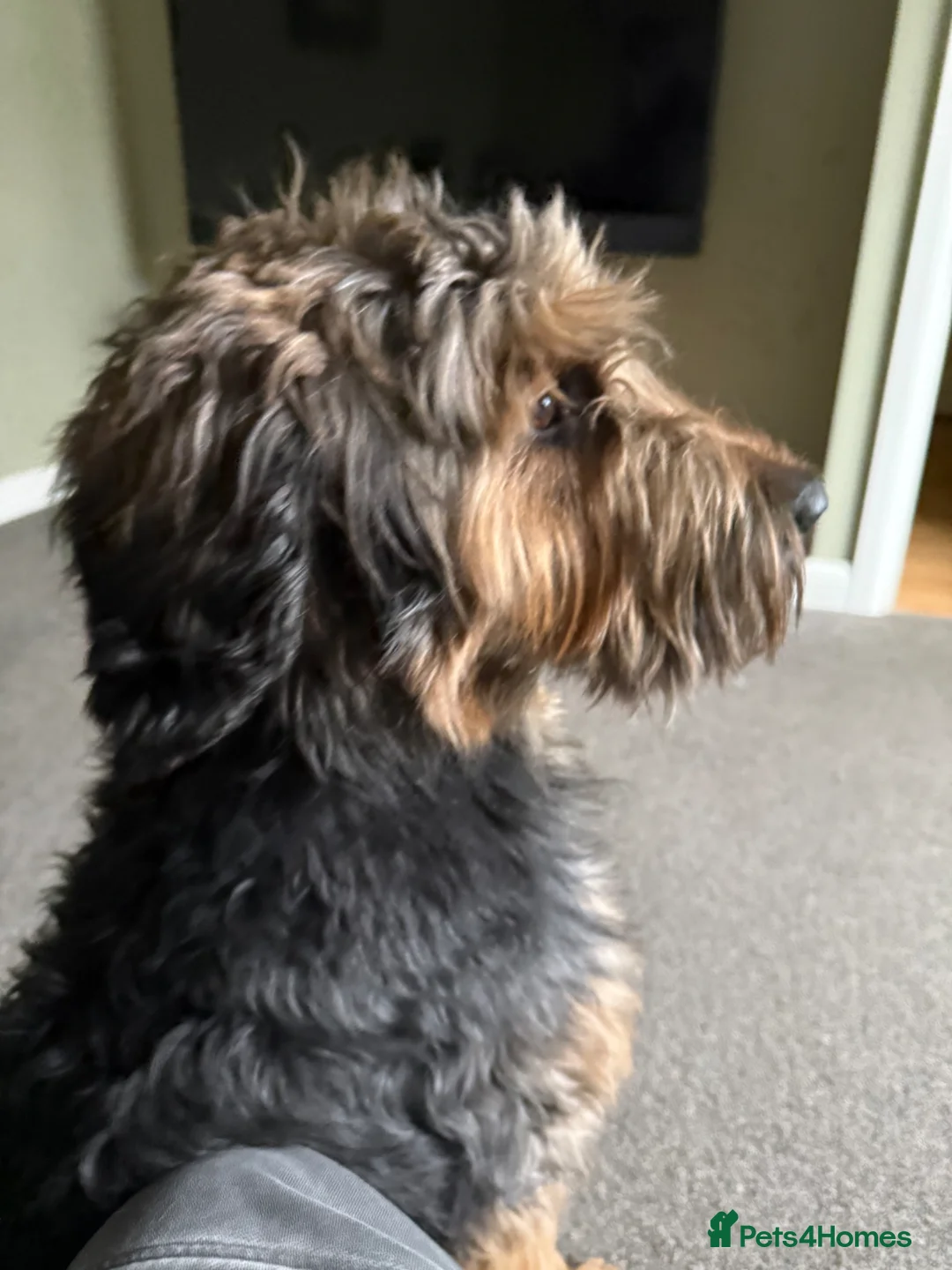 Mixed Breed dogs for sale: Female Shepadoodle called Mildred  in Pontypool - Advert 1