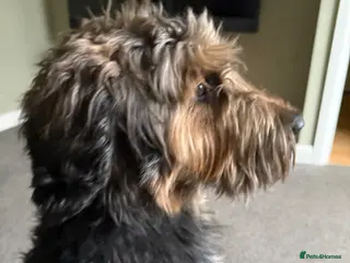 Mixed Breed dogs Female Shepadoodle called Mildred - Advert 1