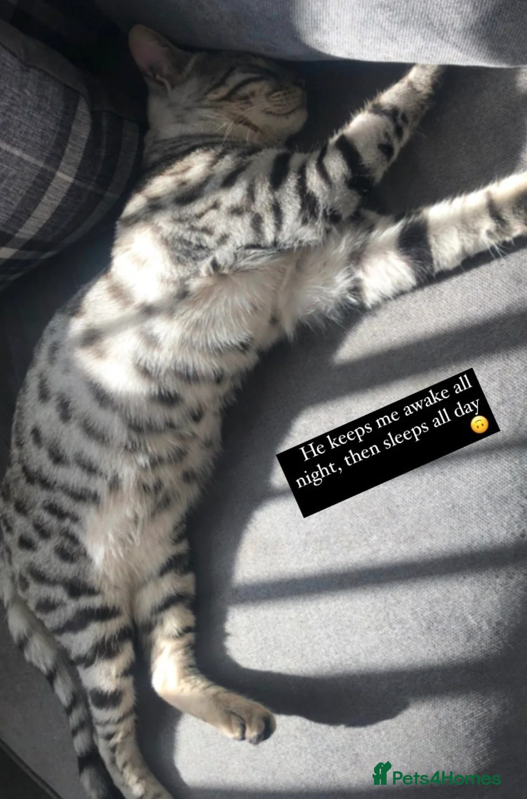 Bengal cats for sale: Gorgeous Kittens Looking for forever homes  - Advert 2