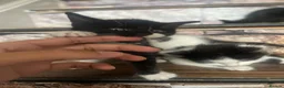 Mixed Breed cats for sale: Mixed Breed Kittens - Advert 5
